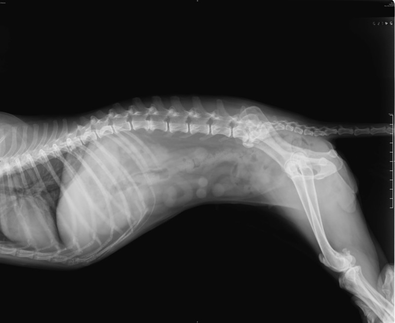 pet xray