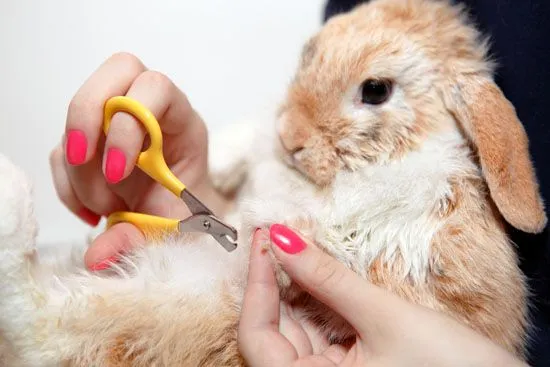 clipping rabbit nails