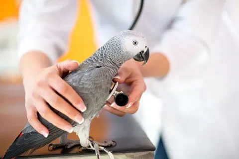 parrot checkup