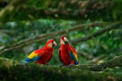 parrots