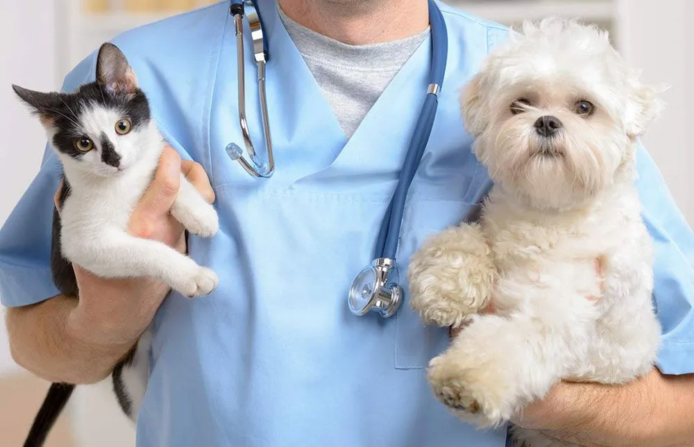 vet holding a dog and cat