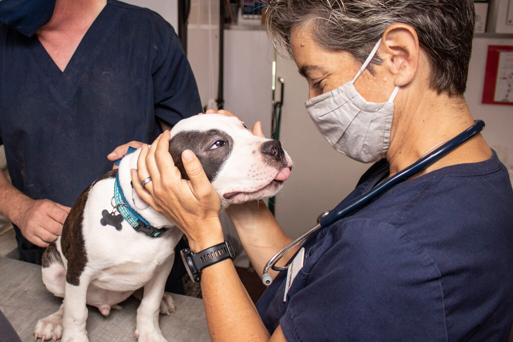 vet checking a dog