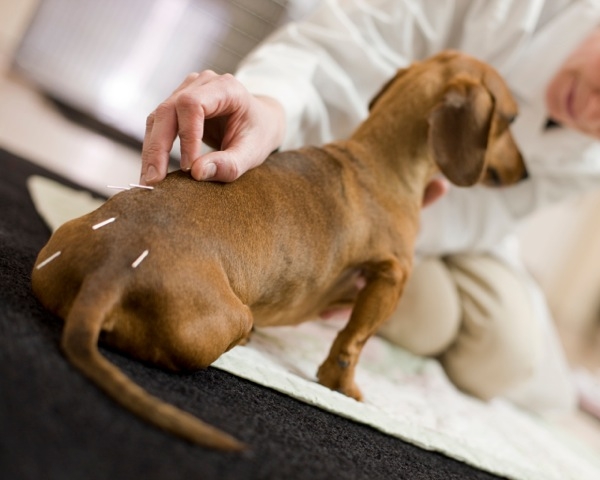 acupuncture-pet