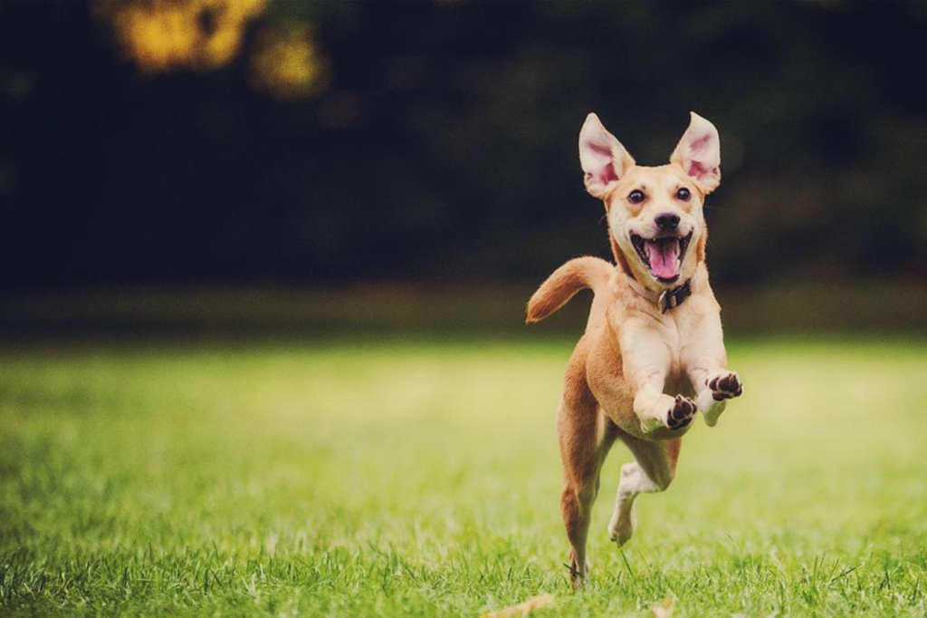 happy dog running in grass