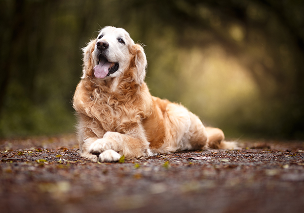 happy old dog