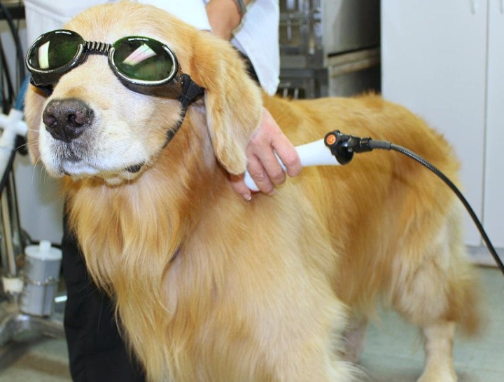 vet_laser_therapy